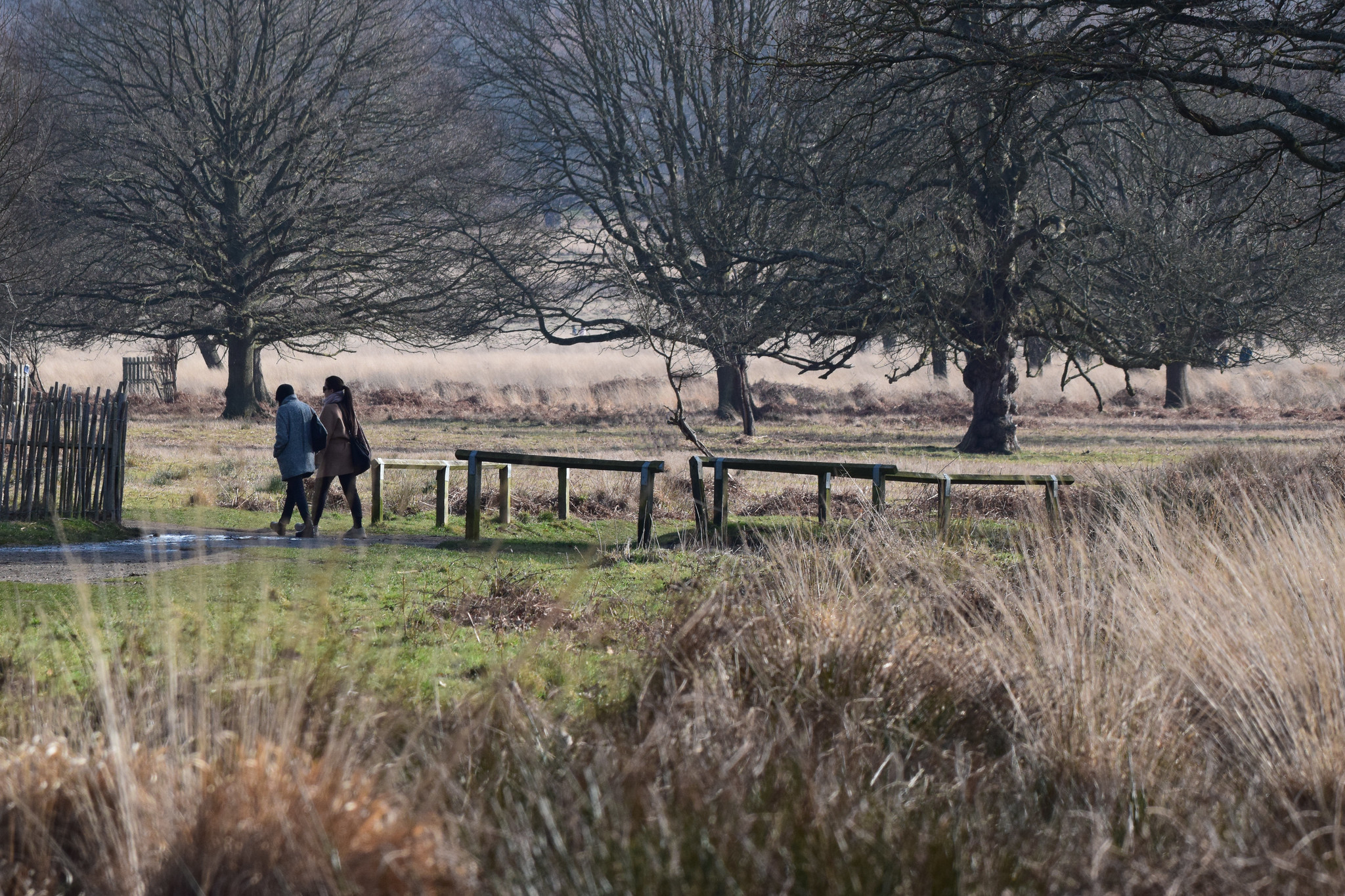 Coronavirus Worries Over Visitors In Richmond Park Richmond And Twickenham Times